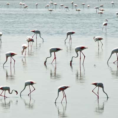 Pink Flamingos, France