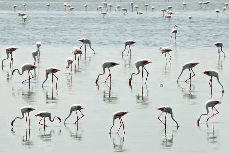 Pink Flamingos