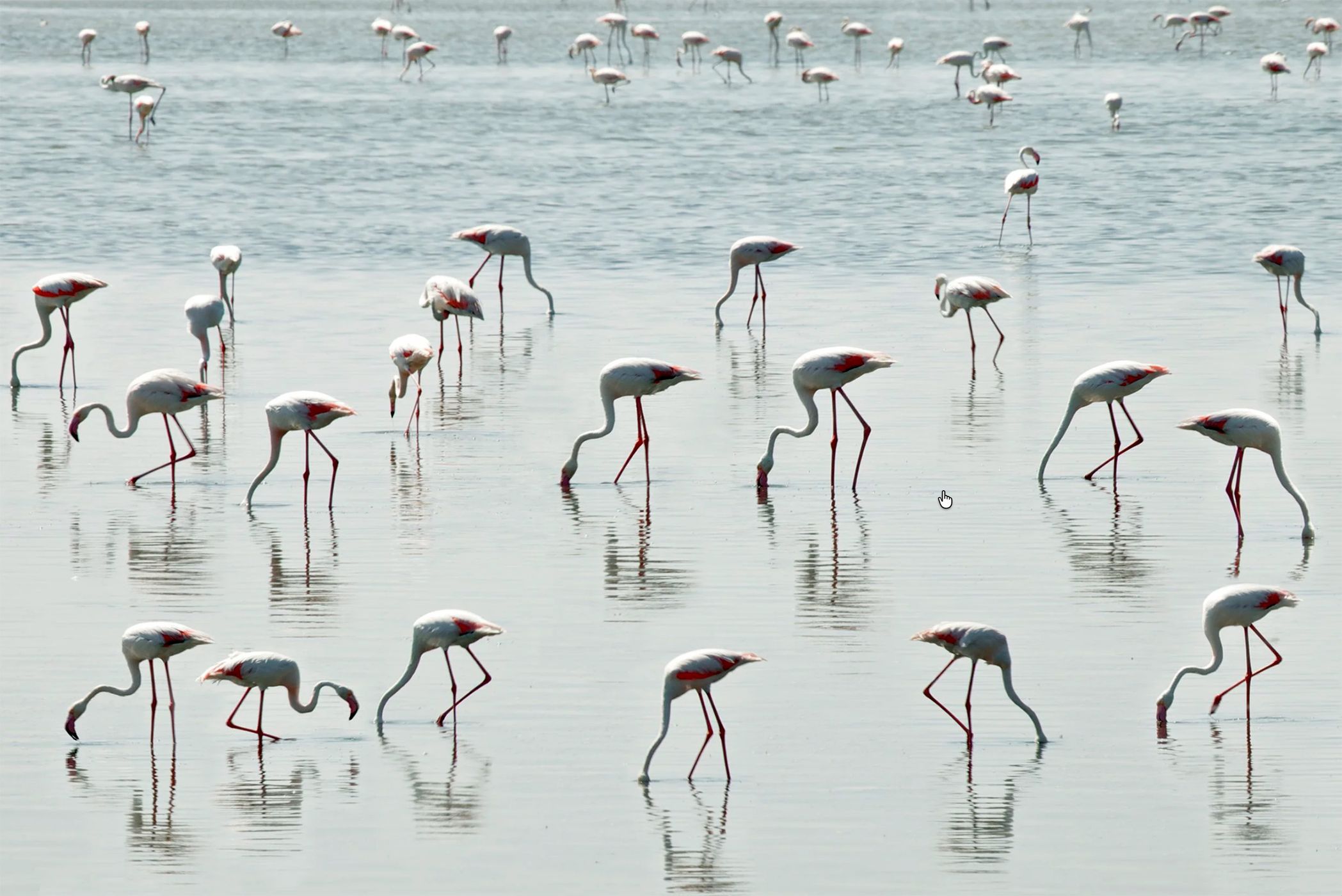 Pink Flamingos, France