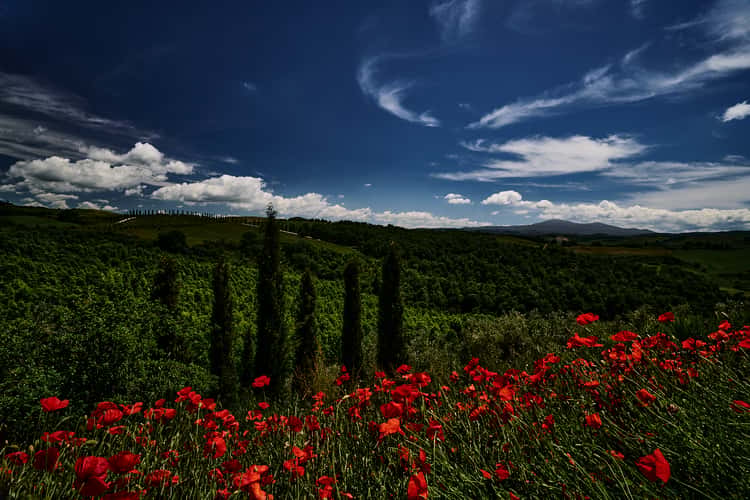 Podere Cunina (Buonconvento)
