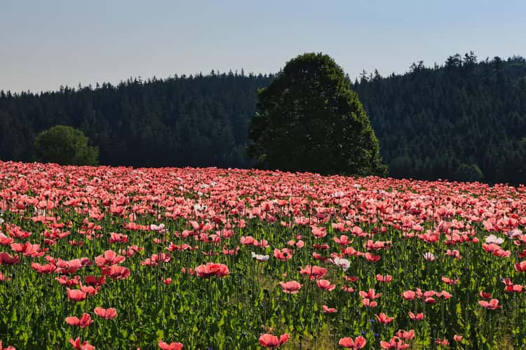 Poppy Field in the Waldviertel