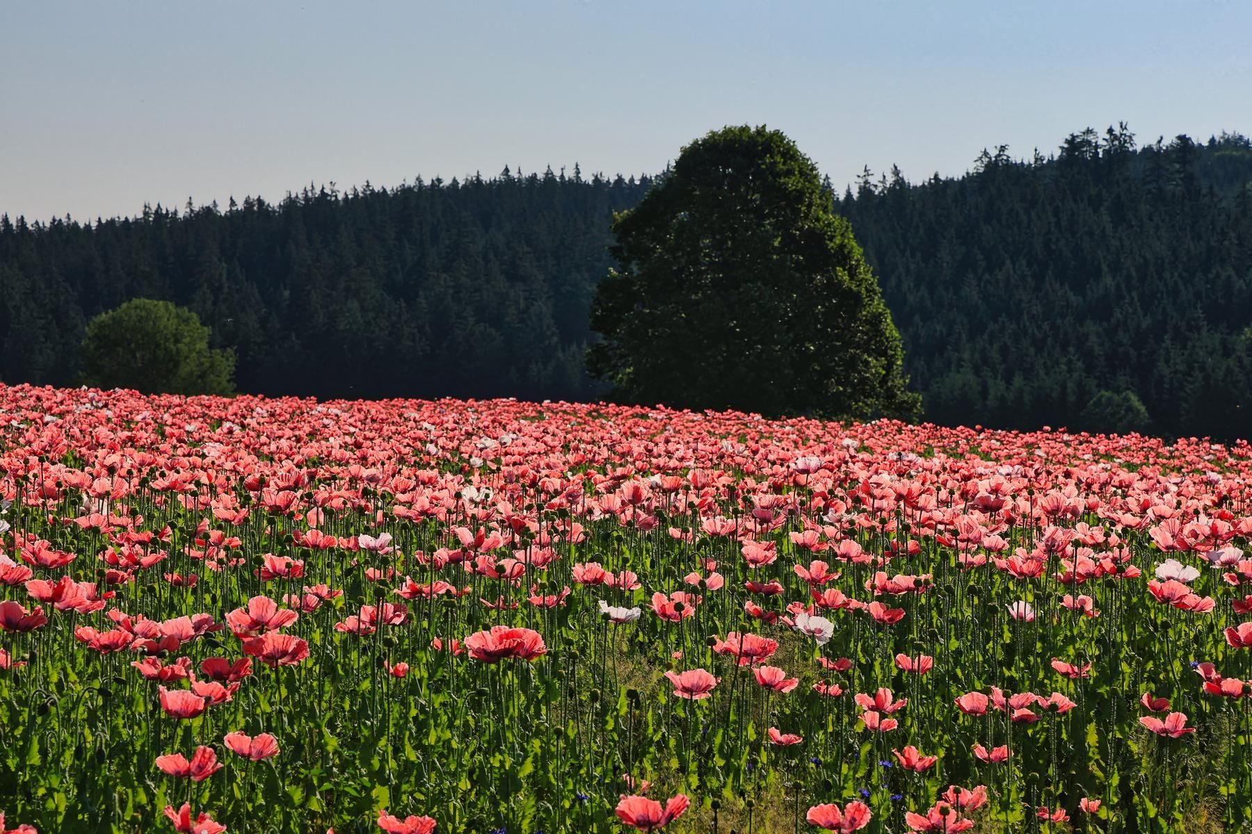 Poppy Field in the Waldviertel, Austria