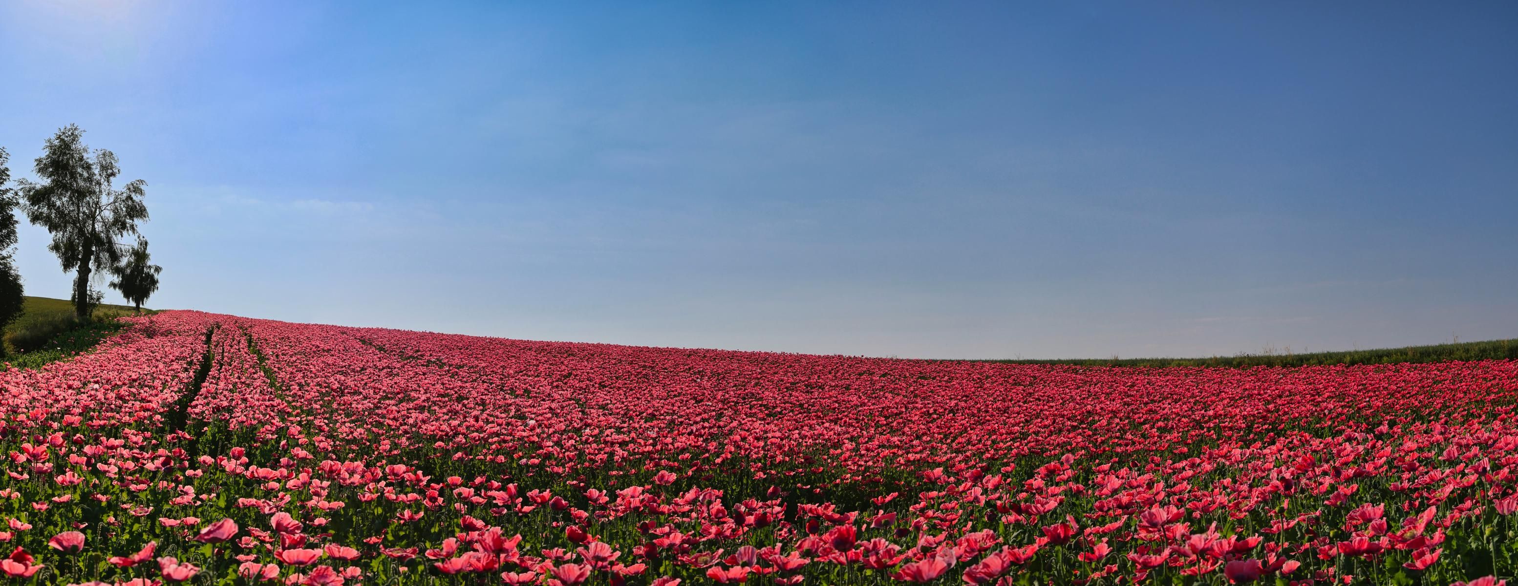 Poppy Field in the Waldviertel, Austria