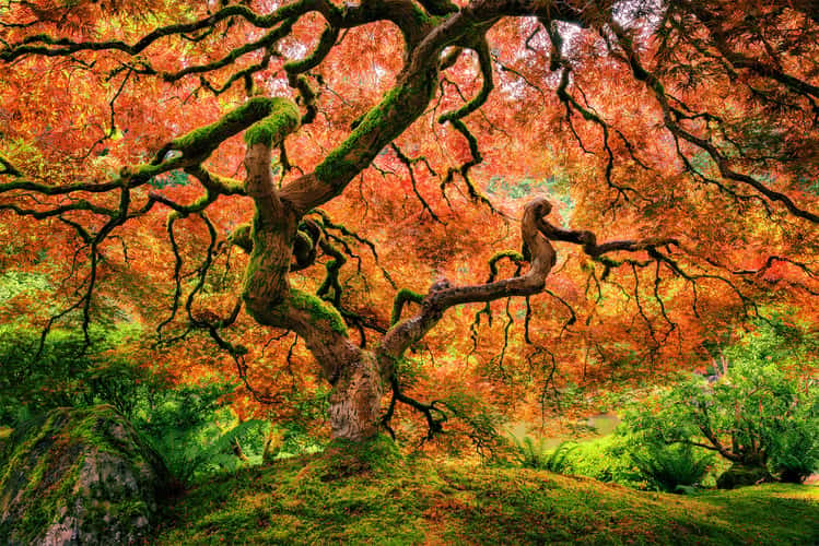 Portland Japanese Garden