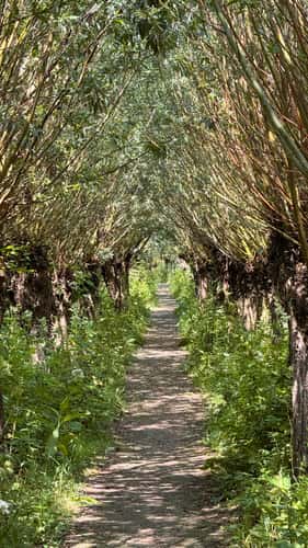 Rhoonse Grienden
