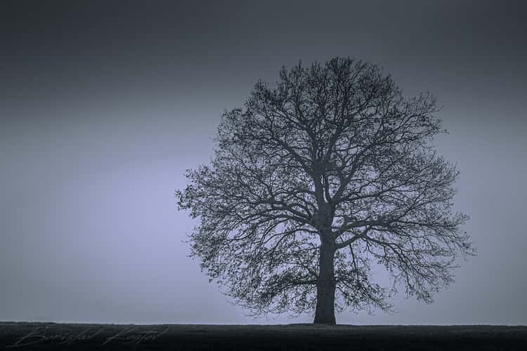 Sadovo Lonely Tree