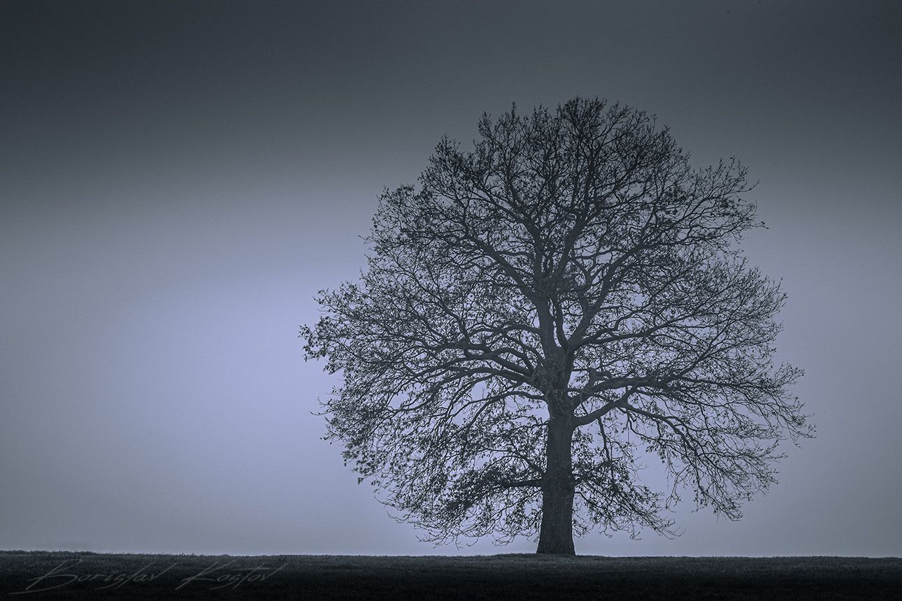 Sadovo Lonely Tree, Bulgaria