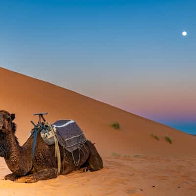 Sahara desert near Luxury Desert Camp, Morocco