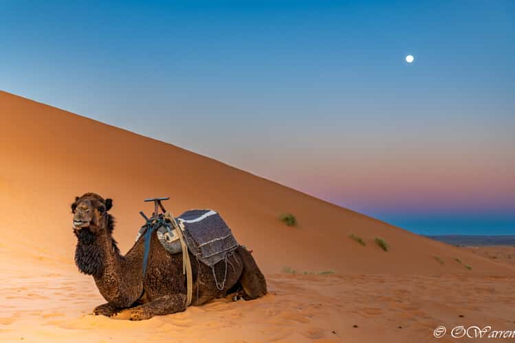 Sahara desert near Luxury Desert Camp