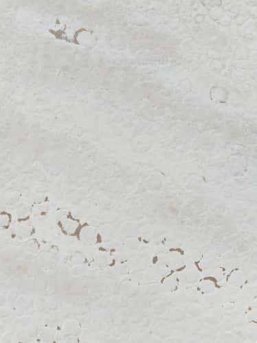Salina Galia