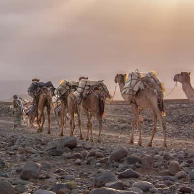 Salt transport, Ethiopia