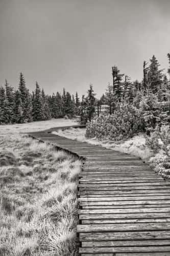 Schwarzriegel Moor