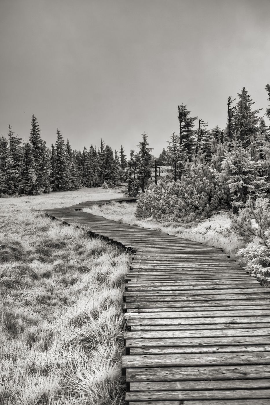 Schwarzriegel Moor, Austria