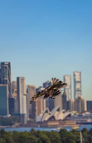 Taronga Zoo, Sydney
