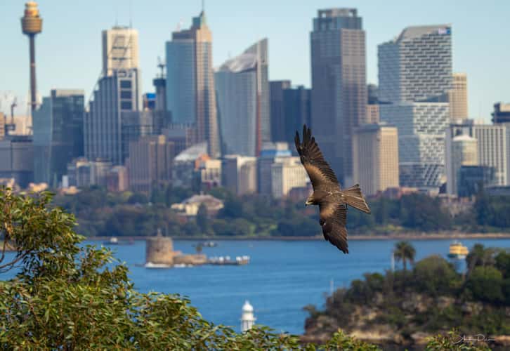 Taronga Zoo, Sydney