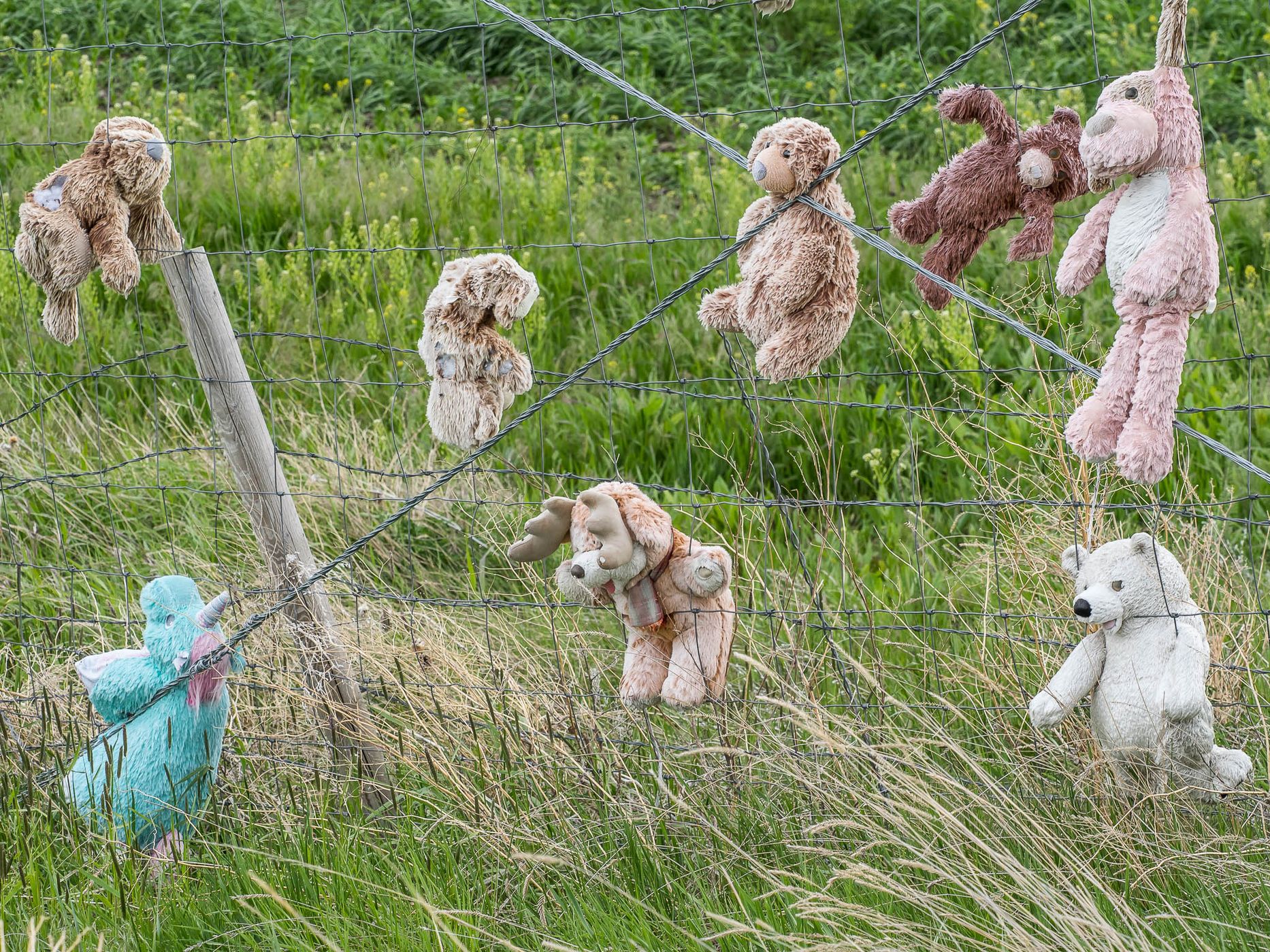 Teddy Bear Fence, USA