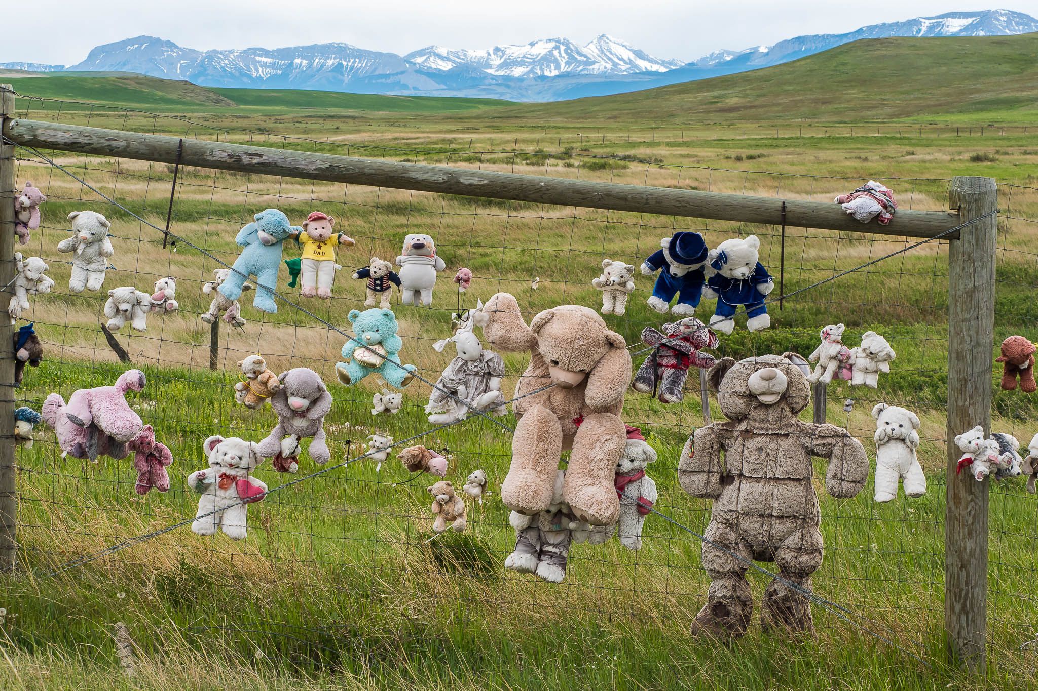 Teddy Bear Fence, USA
