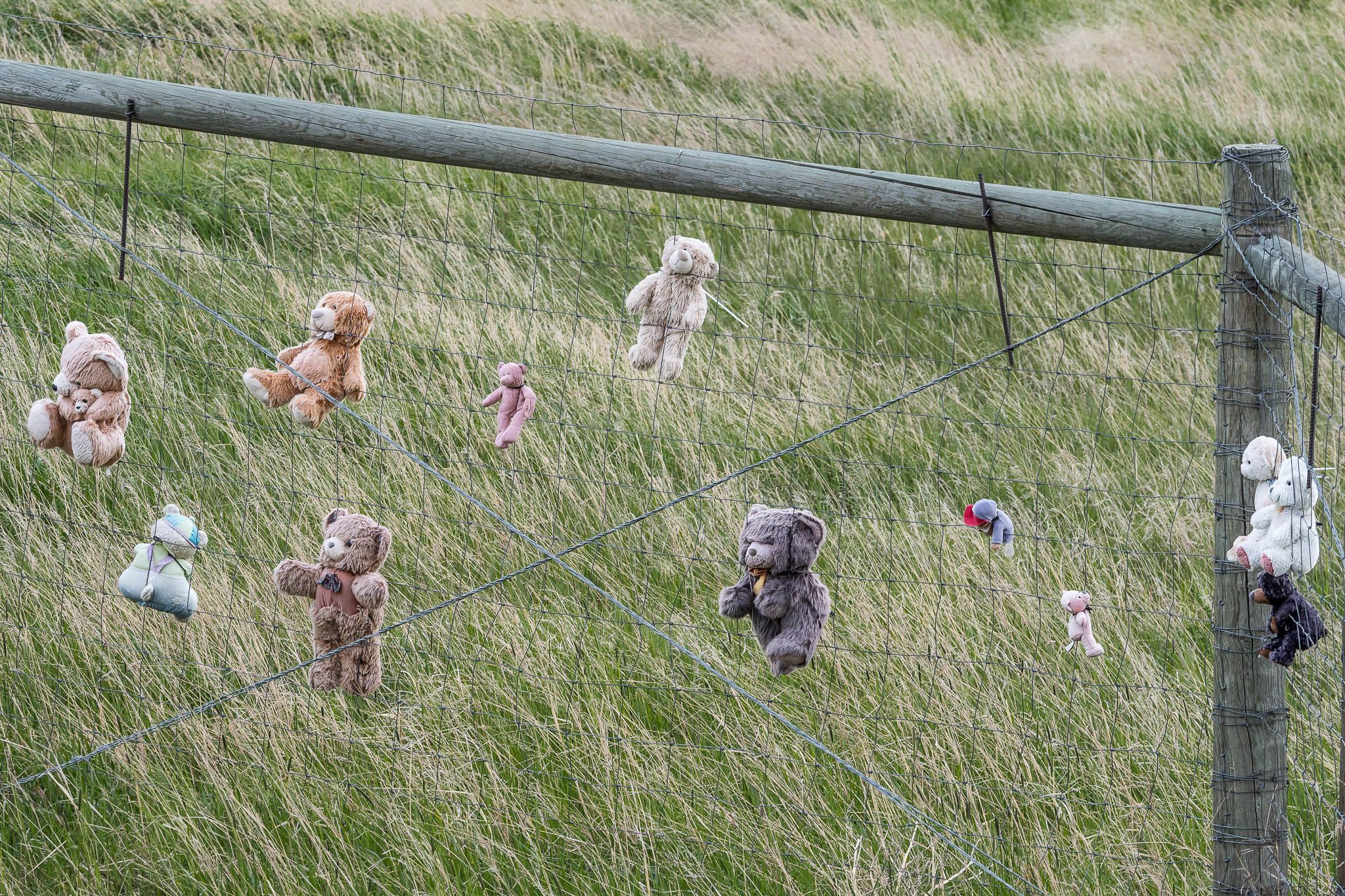 Teddy Bear Fence, USA