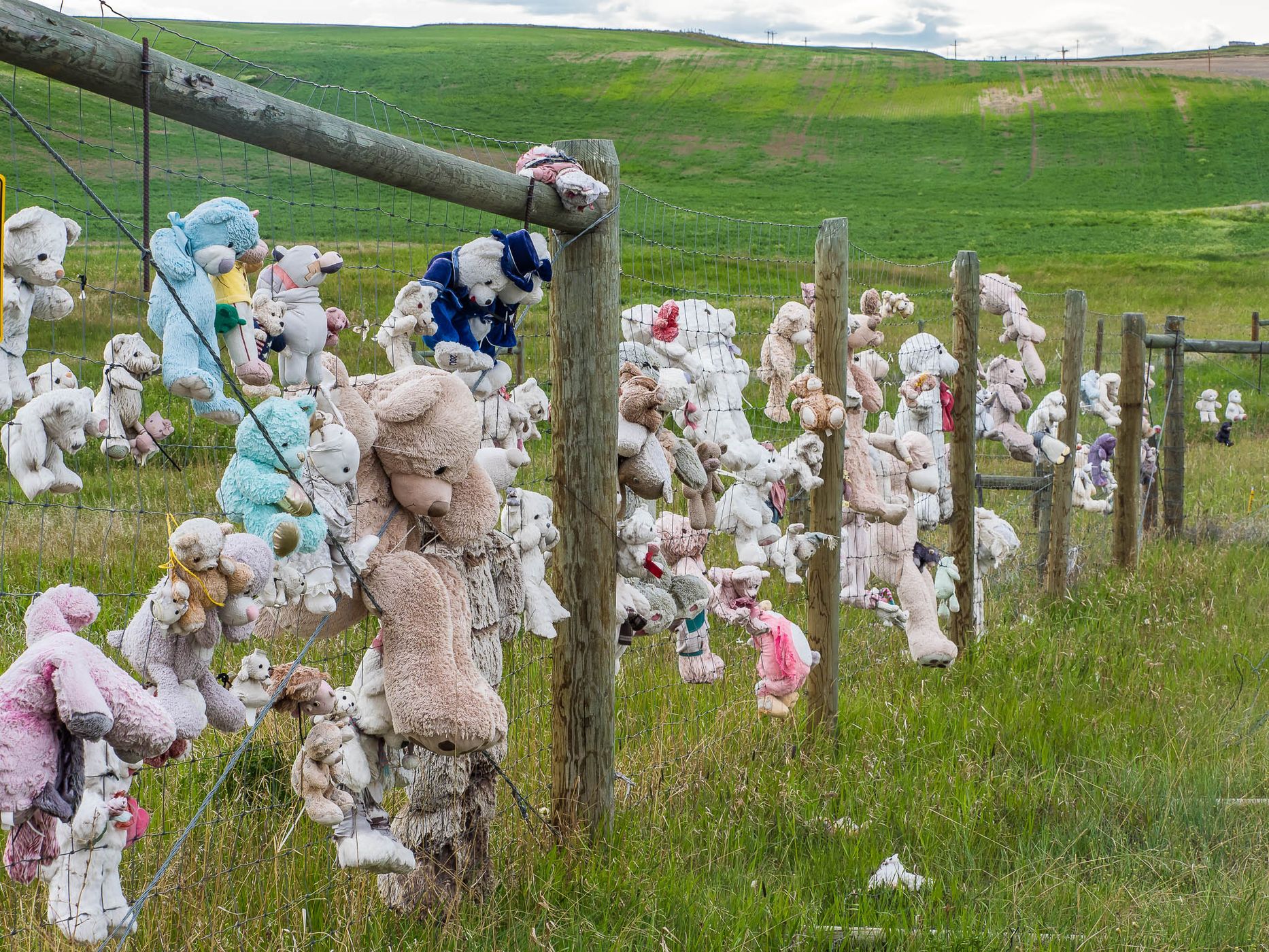 Teddy Bear Fence, USA
