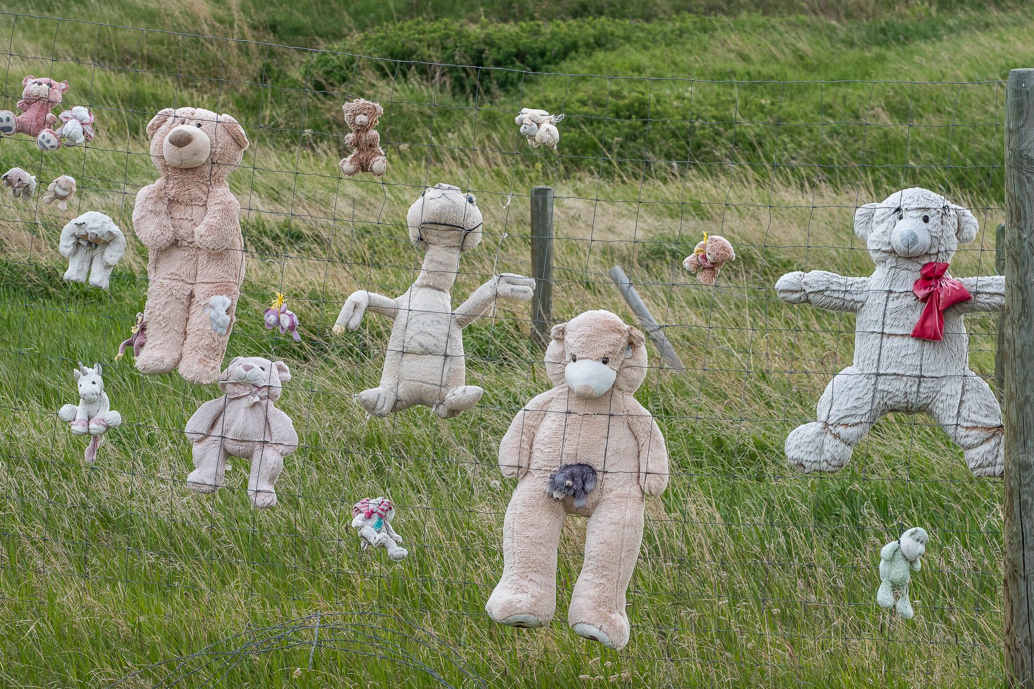 Teddy Bear Fence, USA