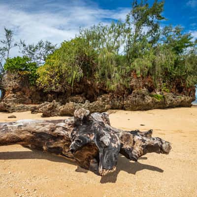 Tree and Island, Malomola, Fiji