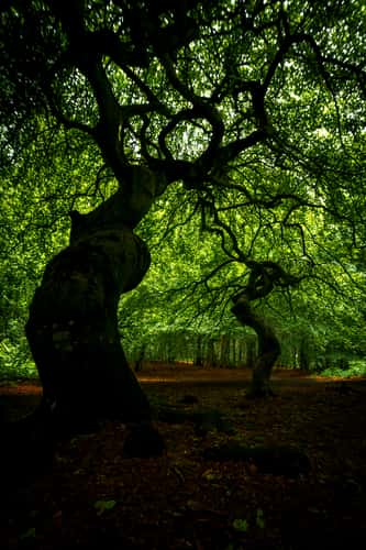 Witch Forest, Lietzow