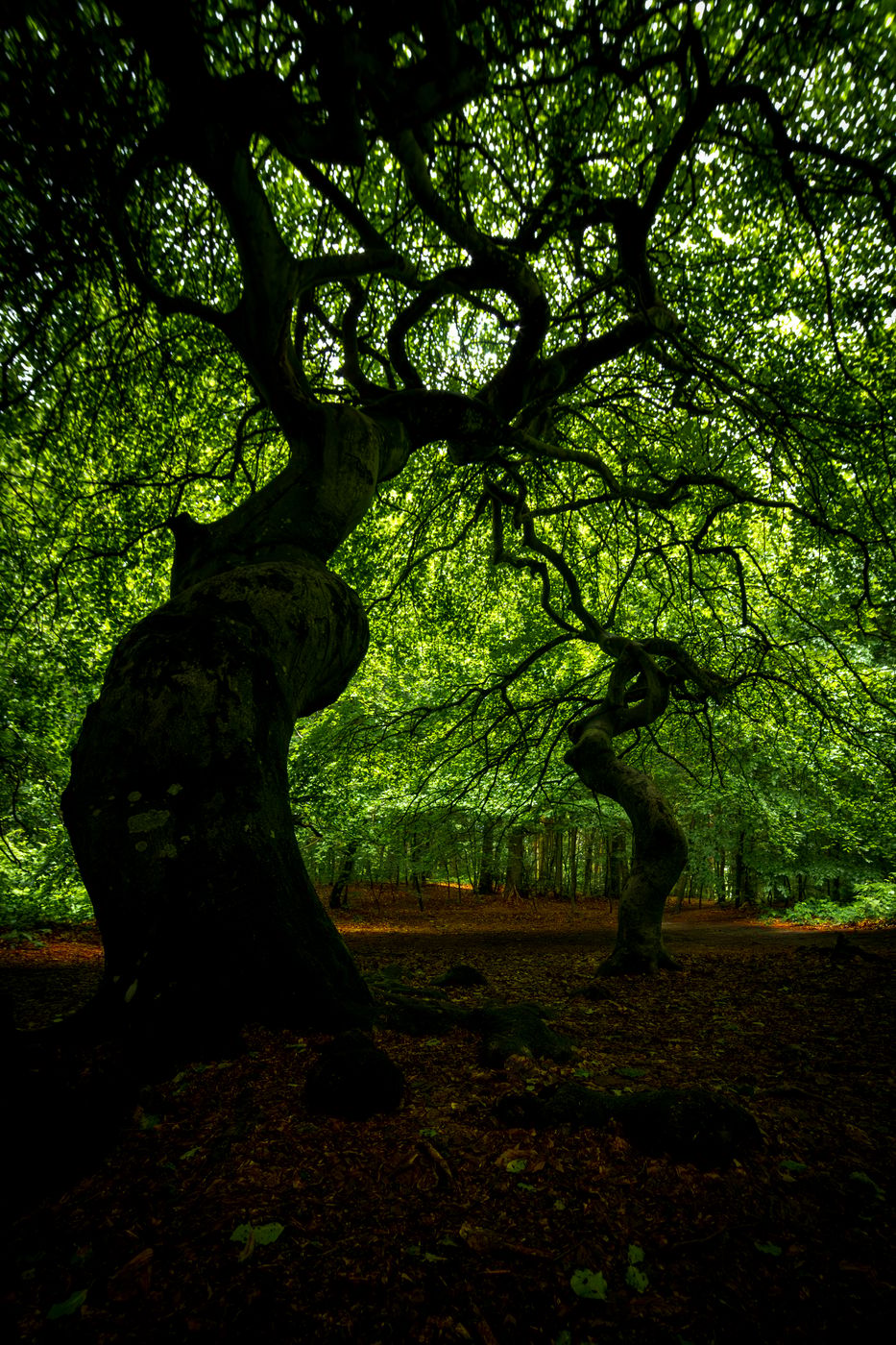 Witch Forest, Lietzow, Germany