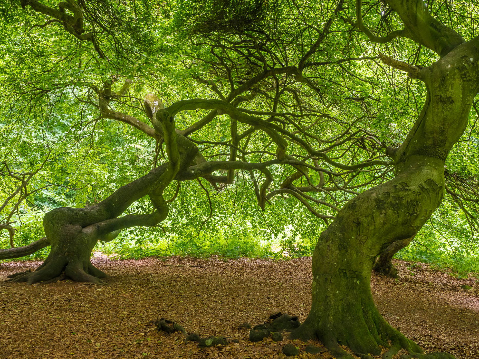 Witch Forest, Lietzow, Germany