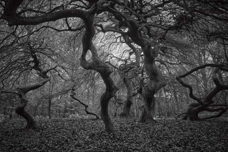 Witch Forest, Lietzow