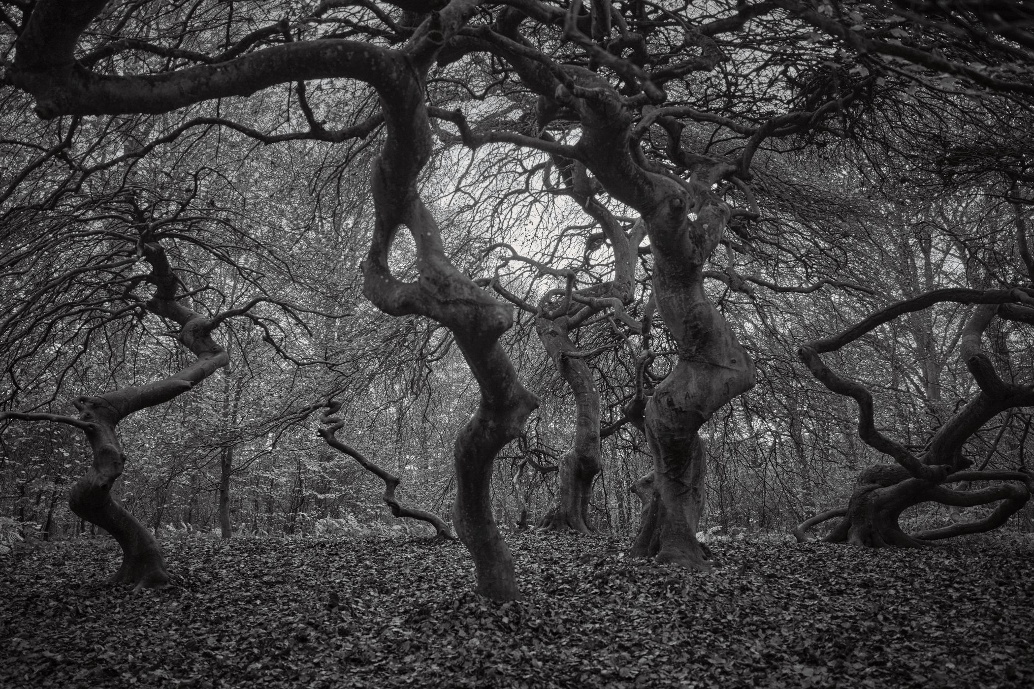 Witch Forest, Lietzow, Germany