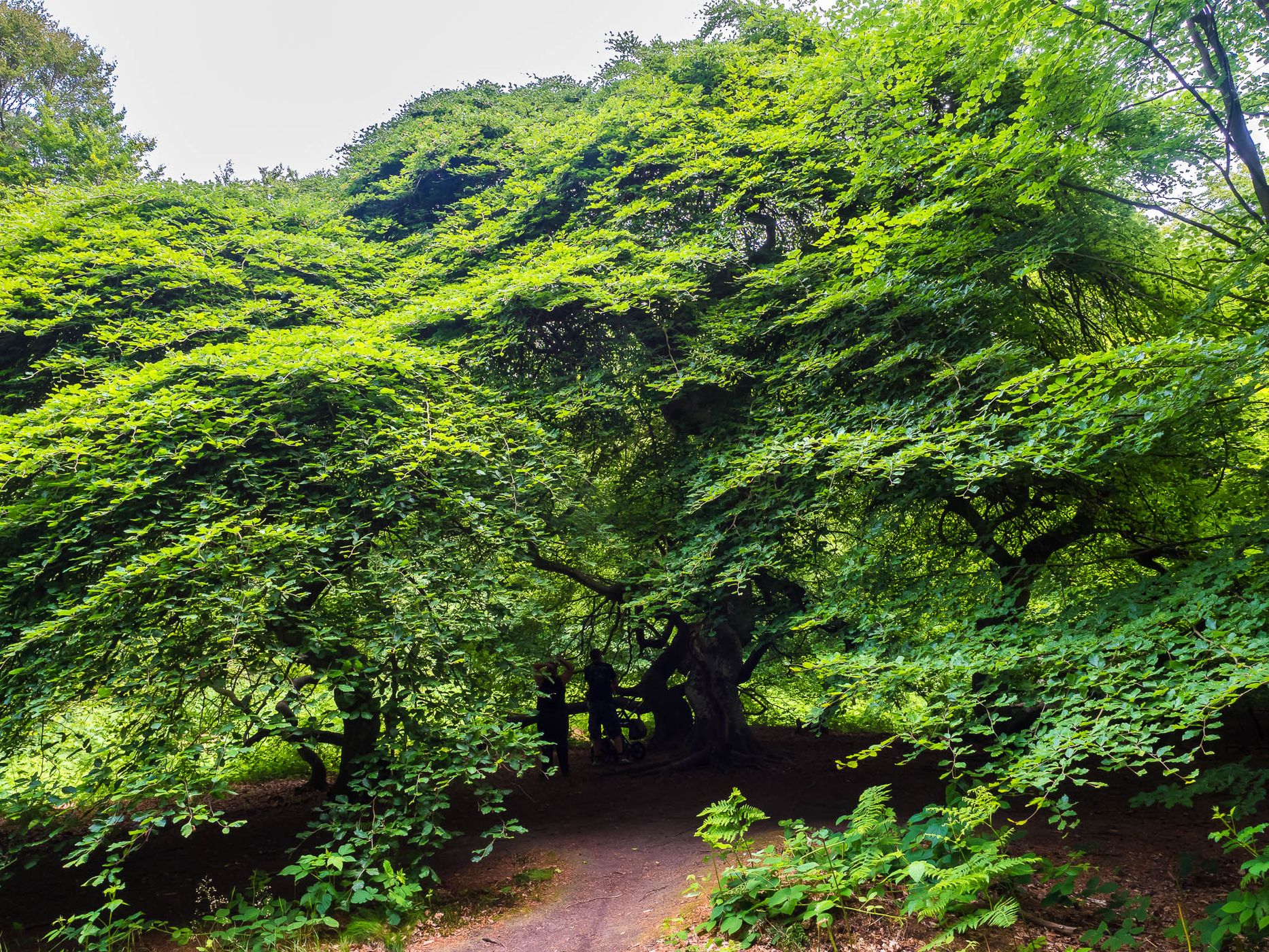 Witch Forest, Lietzow, Germany