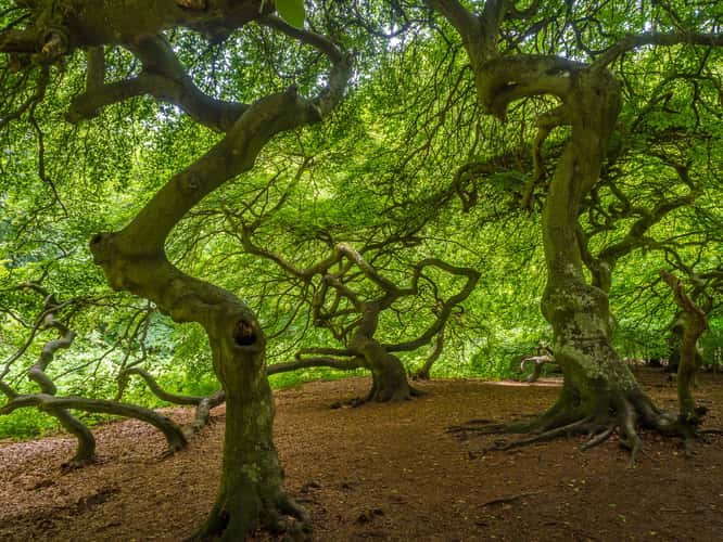 Witch Forest, Lietzow