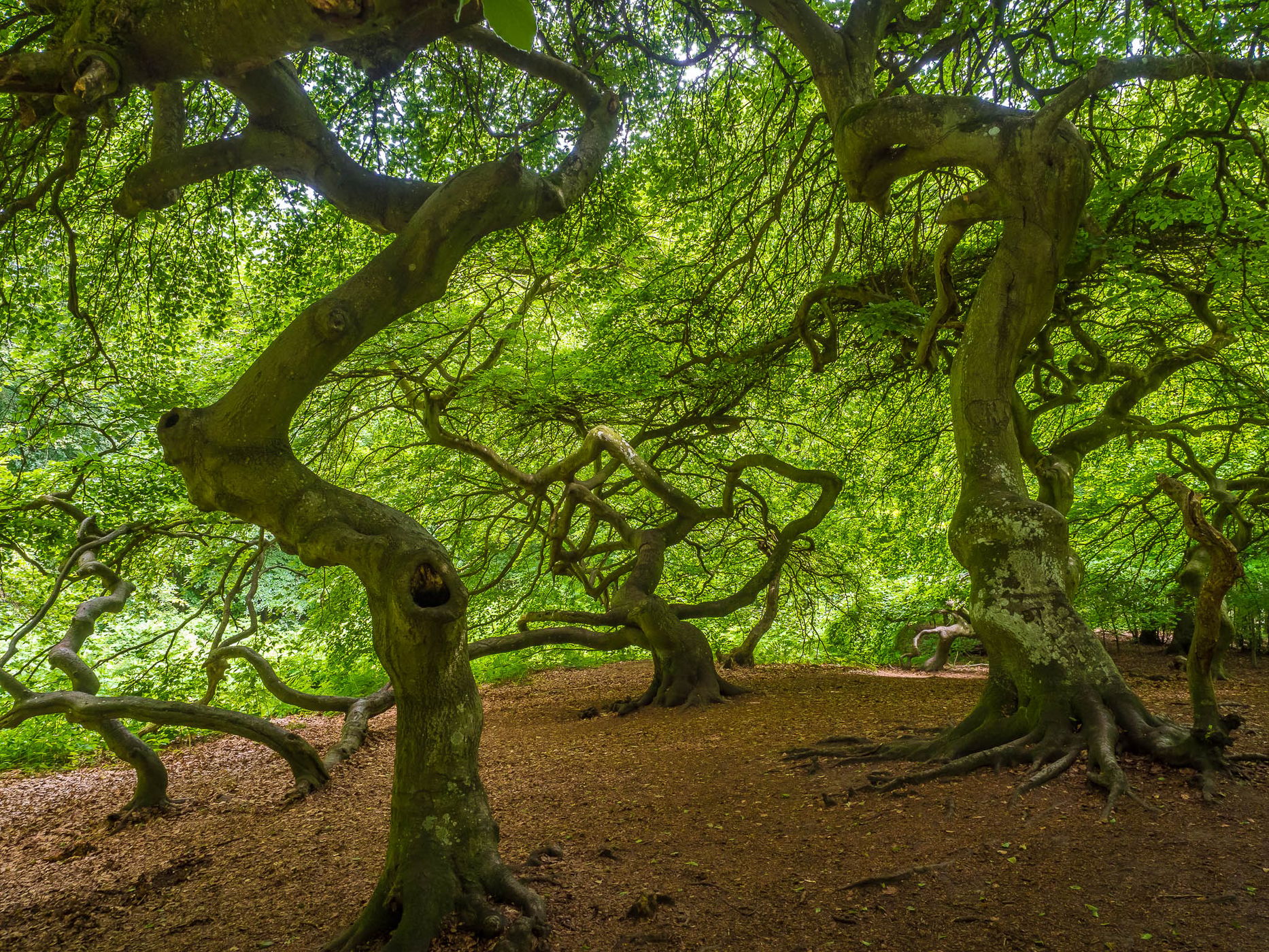 Witch Forest, Lietzow, Germany