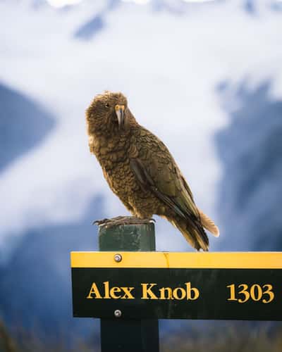 Alex Knob Summit Sign