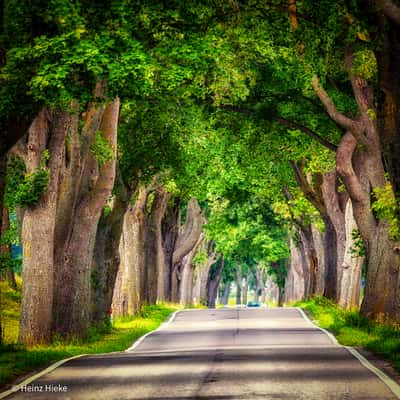 Allee, Poland