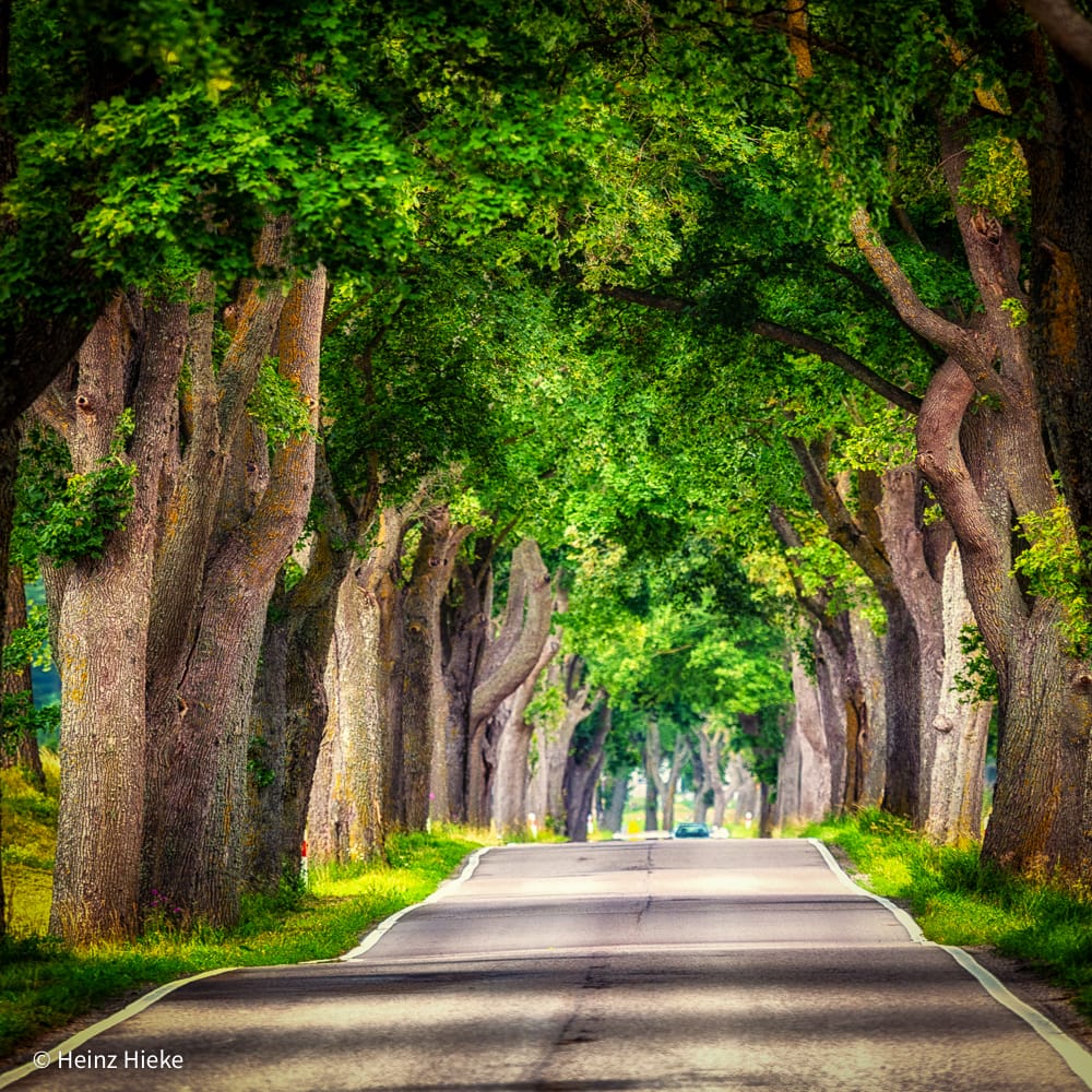 Allee, Poland