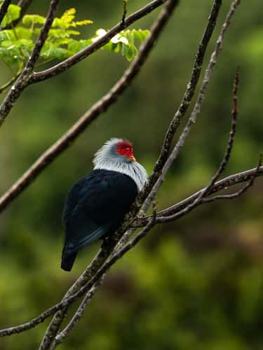 Anse Major Trail