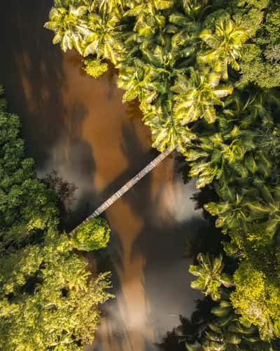 Anse Soleil mangrove