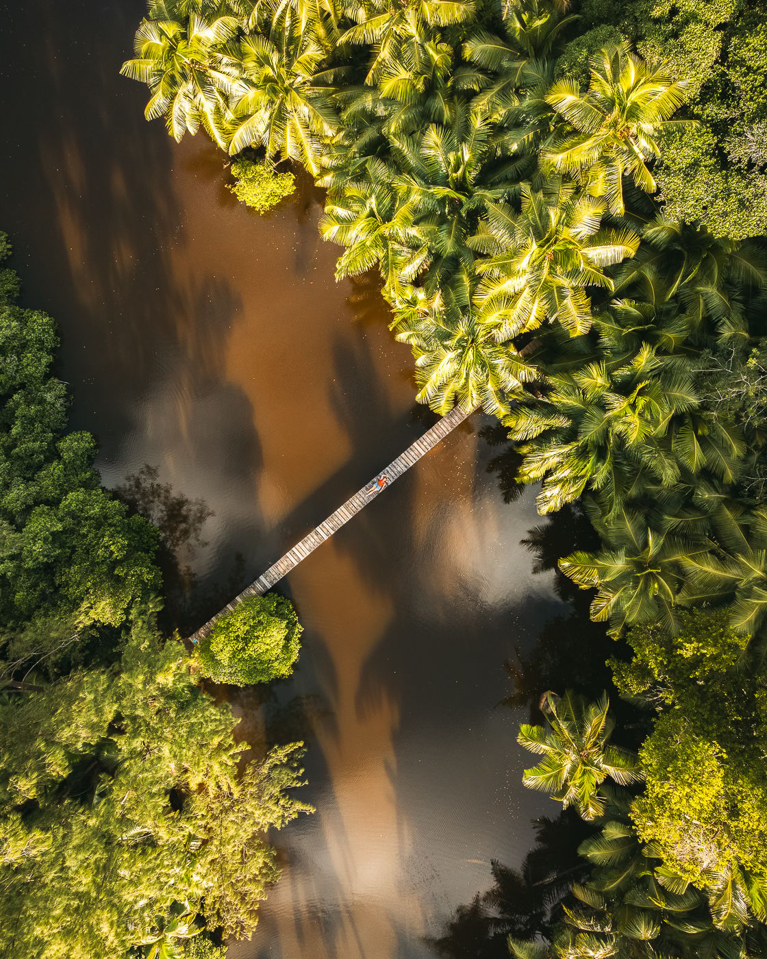 Anse Soleil mangrove, Seychelles