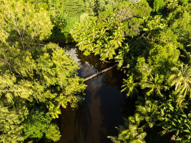 Anse Soleil mangrove