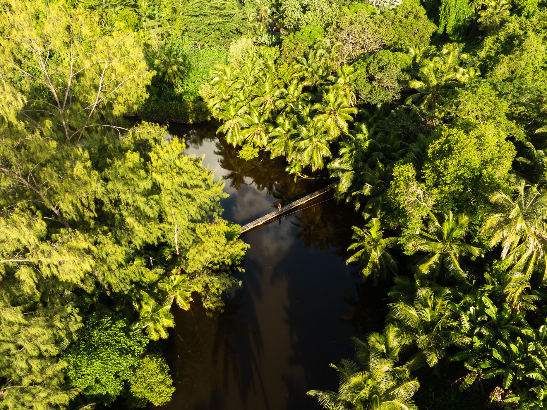 Anse Soleil mangrove, Seychelles