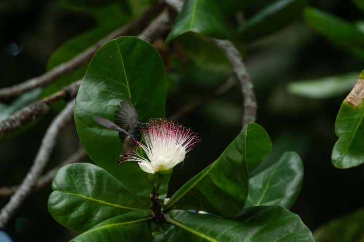 Anse Takamaka