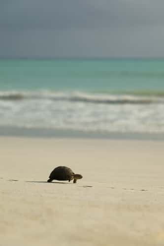 Anse Volbert