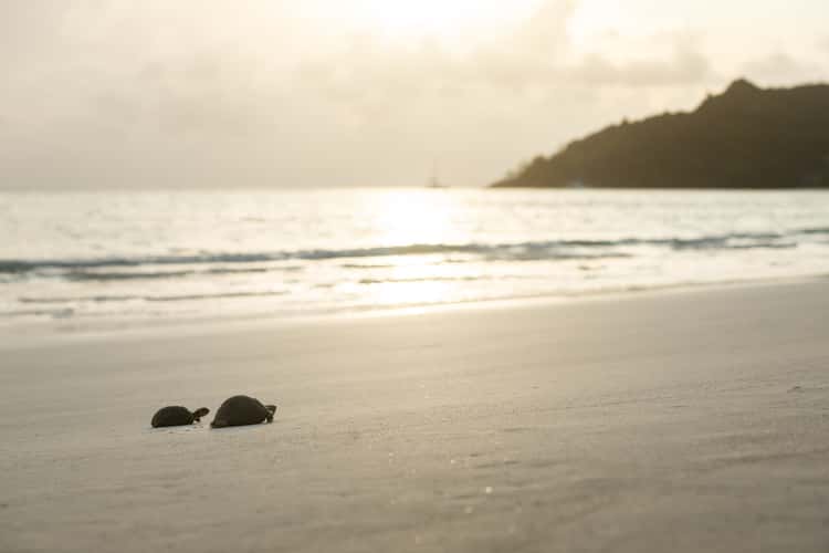 Anse Volbert