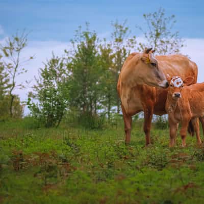 cows in rize, Turkey (Türkiye)