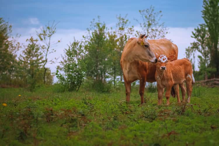 cows in rize