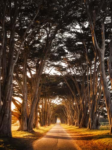 Cypress Tree Tunnel, Point Reyes National Seashore