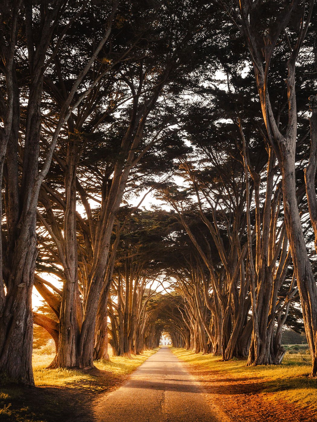 Cypress Tree Tunnel, Point Reyes National Seashore, USA