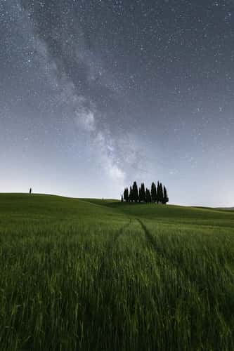 Cypresses of San Quirico d'Orcia