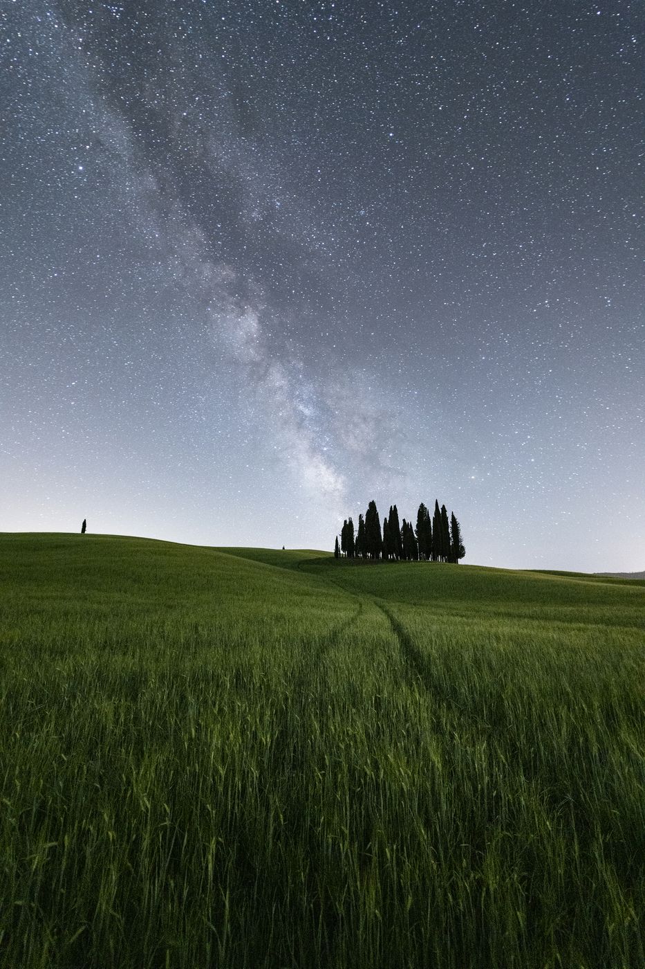 Cypresses of San Quirico d'Orcia, Italy